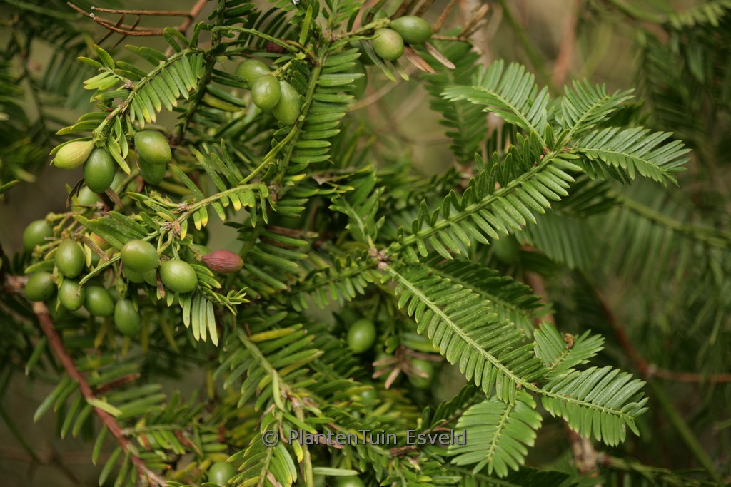 Cephalotaxus harringtonia