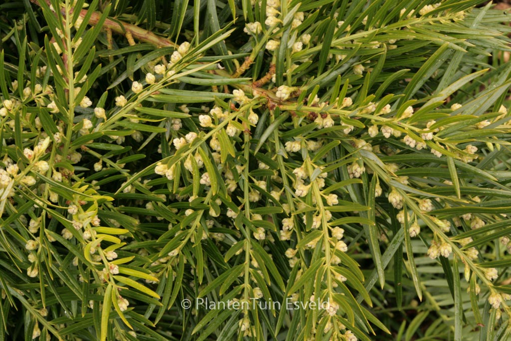 Cephalotaxus sinensis