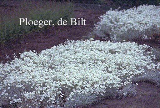 Cerastium tomentosum ‚Silberteppich‘