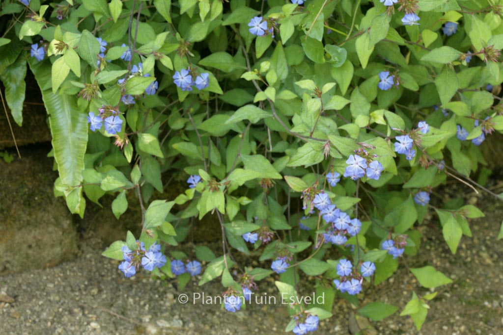 Ceratostigma griffithii