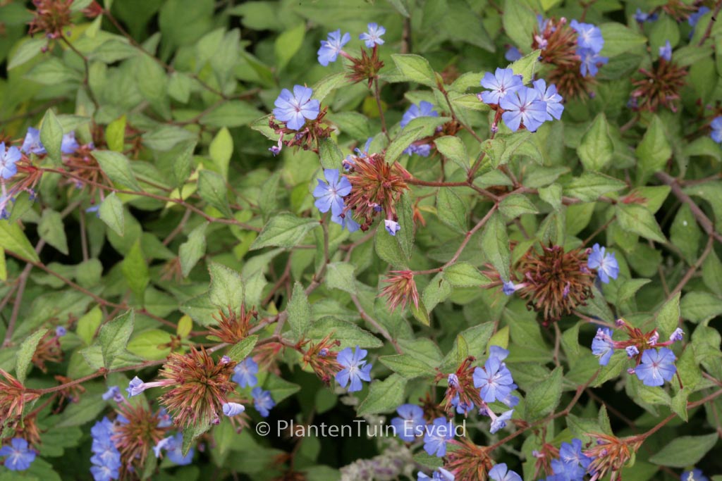 Ceratostigma willmottianum