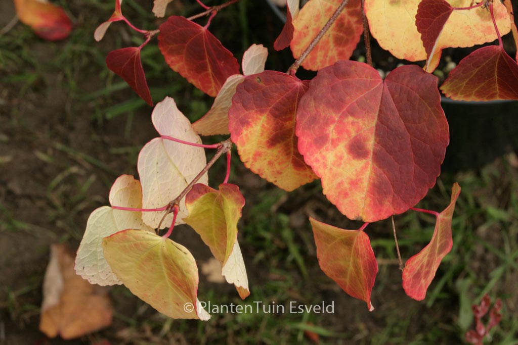Cercidiphyllum ‚JWW4‘ (GLOWBALL)