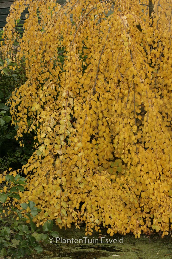 Cercidiphyllum japonicum ‚Amazing Grace‘