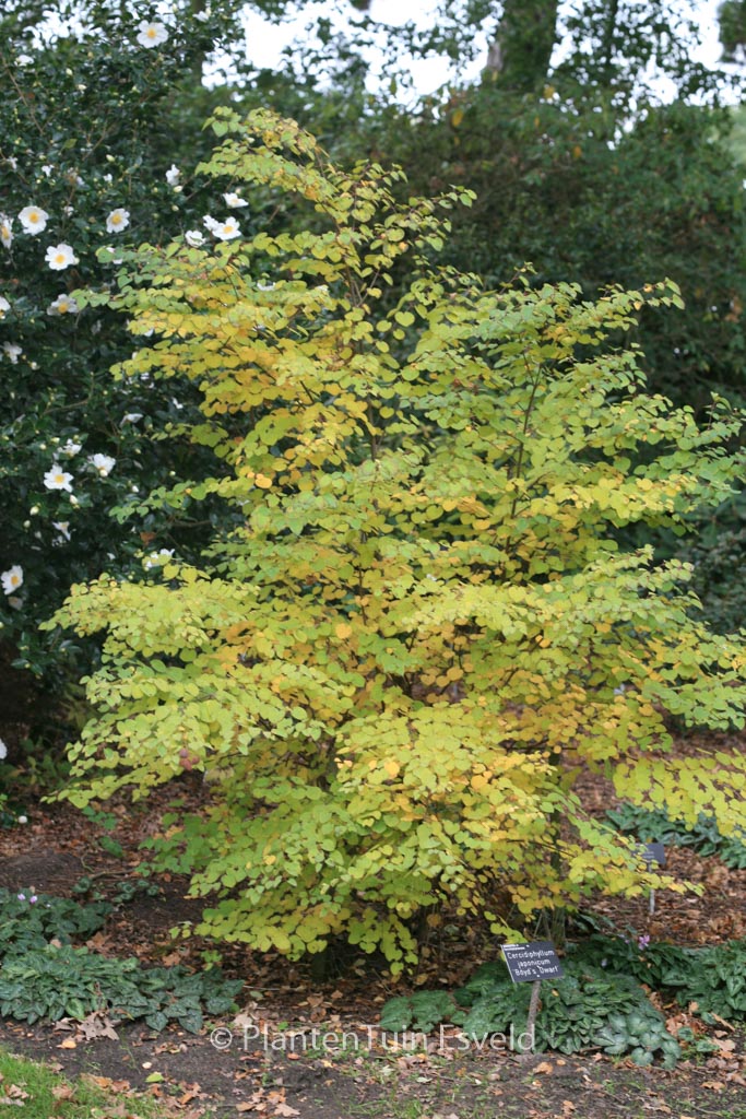 Cercidiphyllum japonicum ‚Boyd’s Dwarf‘