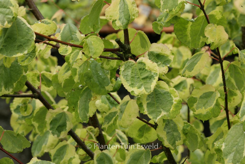 Cercidiphyllum japonicum ‚Chameleon‘