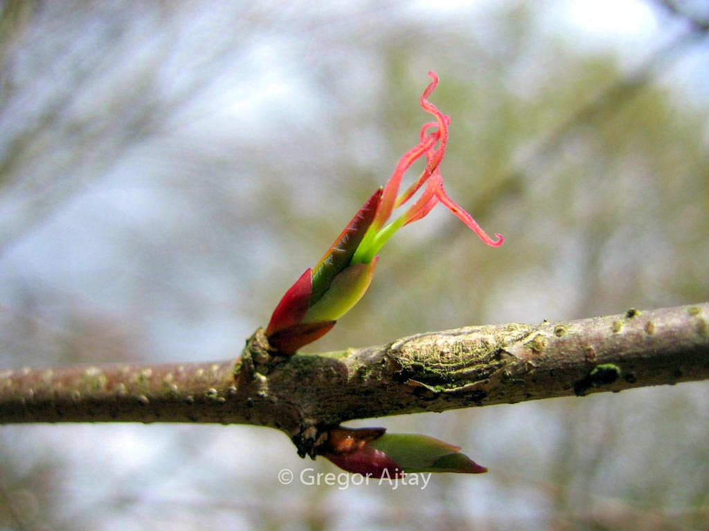 Cercidiphyllum japonicum ‚Krukenberg Dwarf‘
