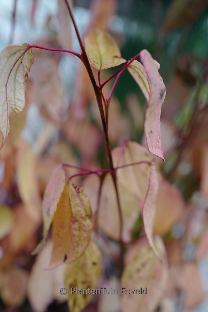 Cercidiphyllum japonicum ‚Magma‘