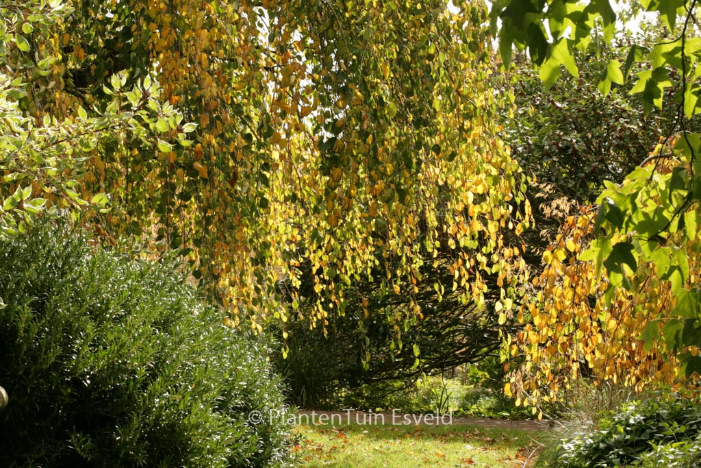 Cercidiphyllum japonicum ‚Morioka Weeping‘