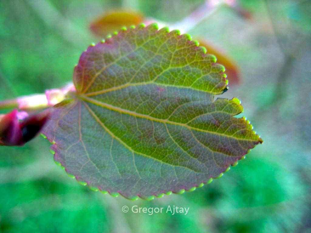 Cercidiphyllum japonicum ‚Peach‘