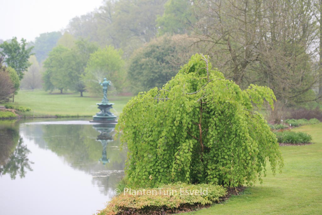 Cercidiphyllum japonicum ‚Pendulum‘