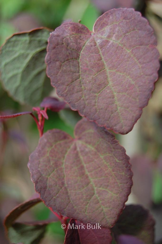 Cercidiphyllum japonicum ‚Rotfuchs‘