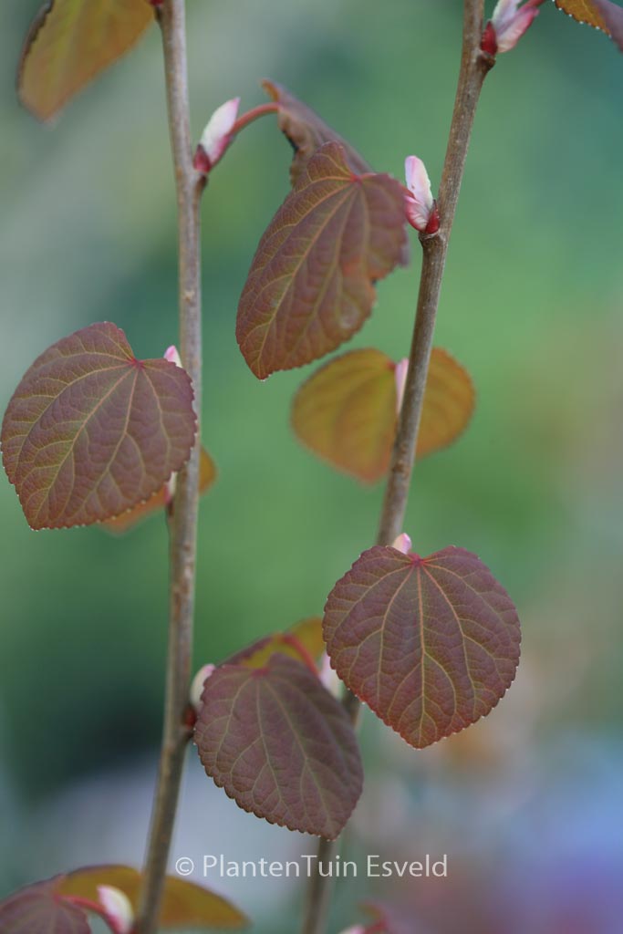 Cercidiphyllum japonicum ‚Strawberry‘