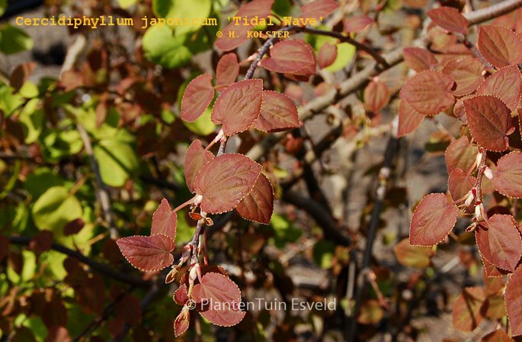 Cercidiphyllum japonicum ‚Tidal Wave‘