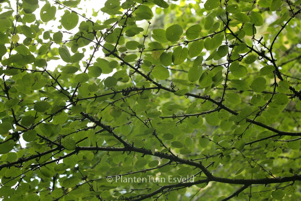 Cercidiphyllum japonicum magnificum
