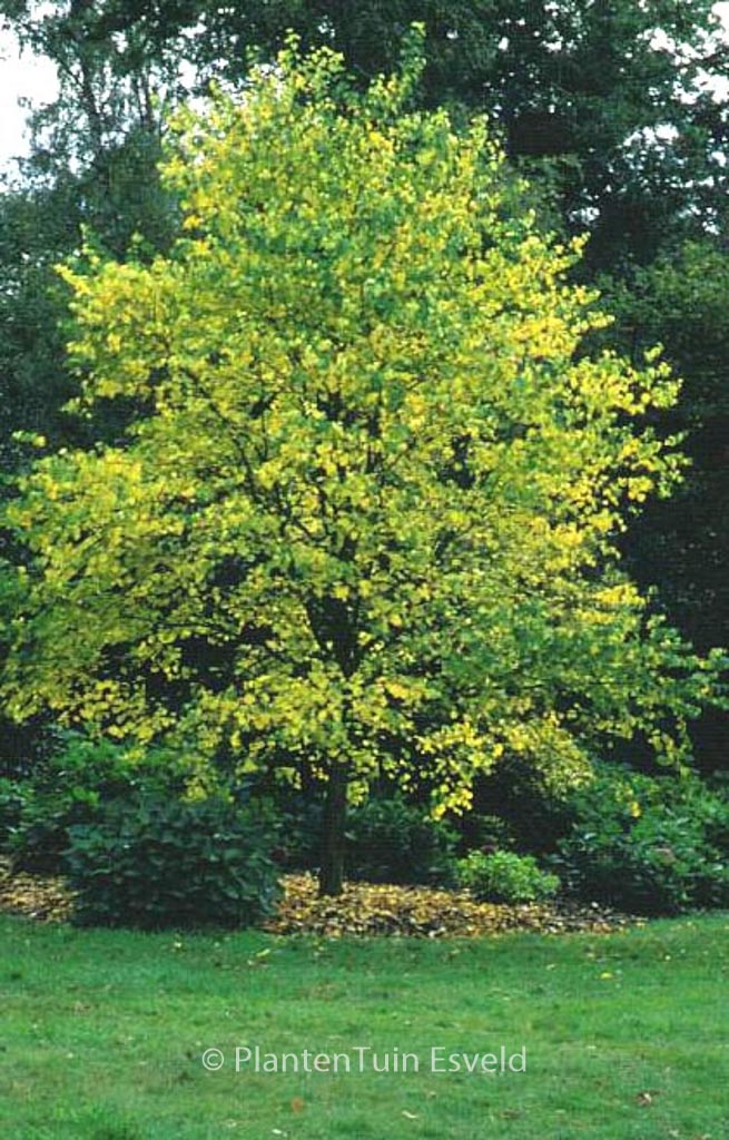 Cercidiphyllum japonicum sinense
