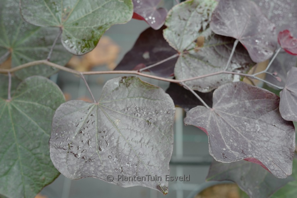 Cercis canadensis ‚Ace of Spades‘