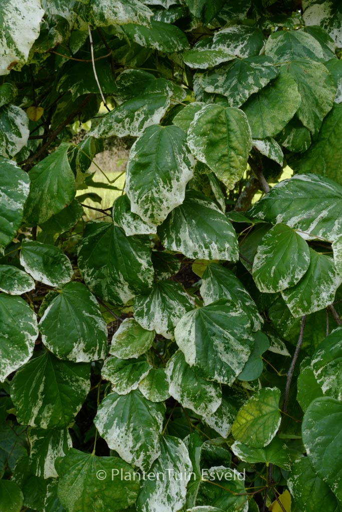 Cercis canadensis ‚Alley Cat‘