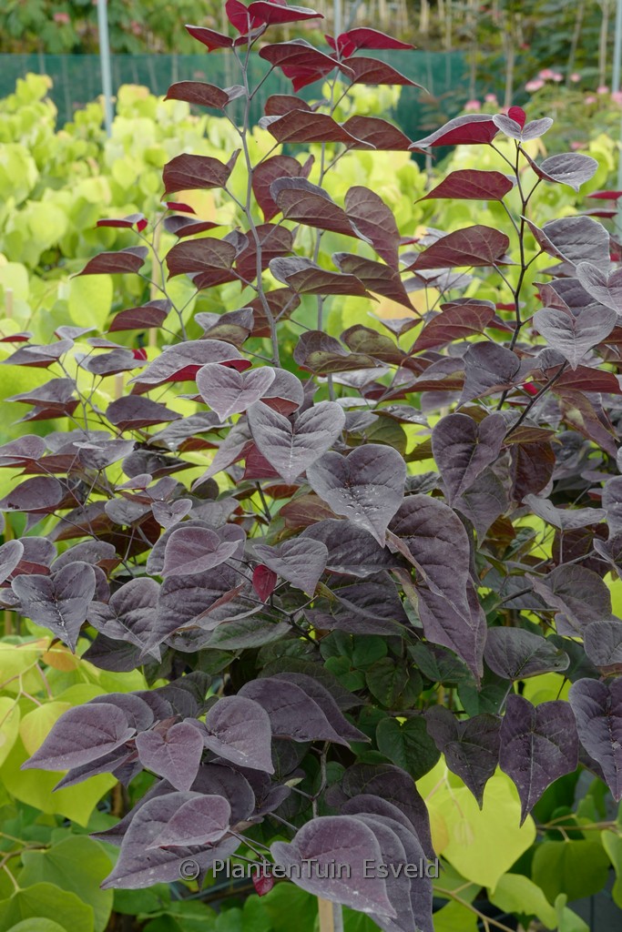 Cercis canadensis ‚Amethyst‘ (GARDEN GEMS)