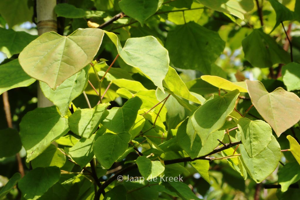 Cercis canadensis ‚Cascading Hearts‘