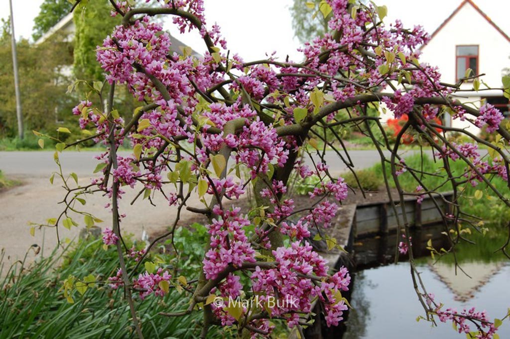 Cercis canadensis ‚Covey‘ (LAVENDER TWIST)