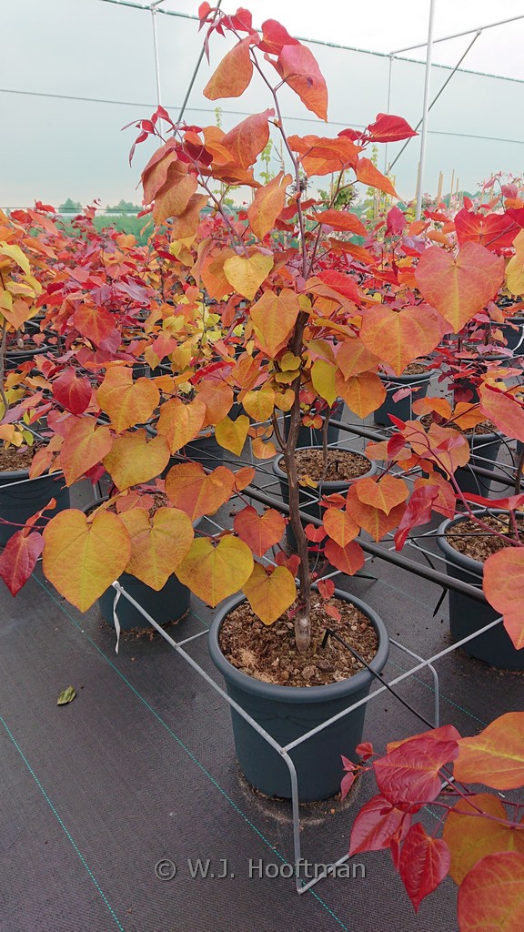 Cercis canadensis ‚Eternal Flame‘