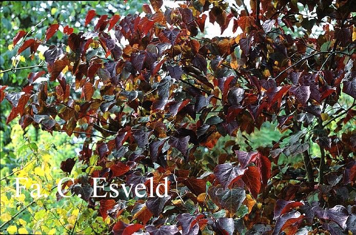 Cercis canadensis ‚Forest Pansy‘