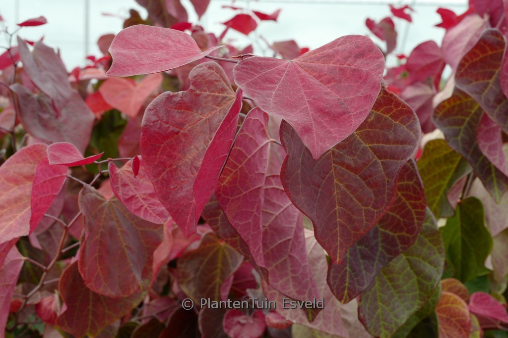 Cercis canadensis ‚Hearts A’Fire‘