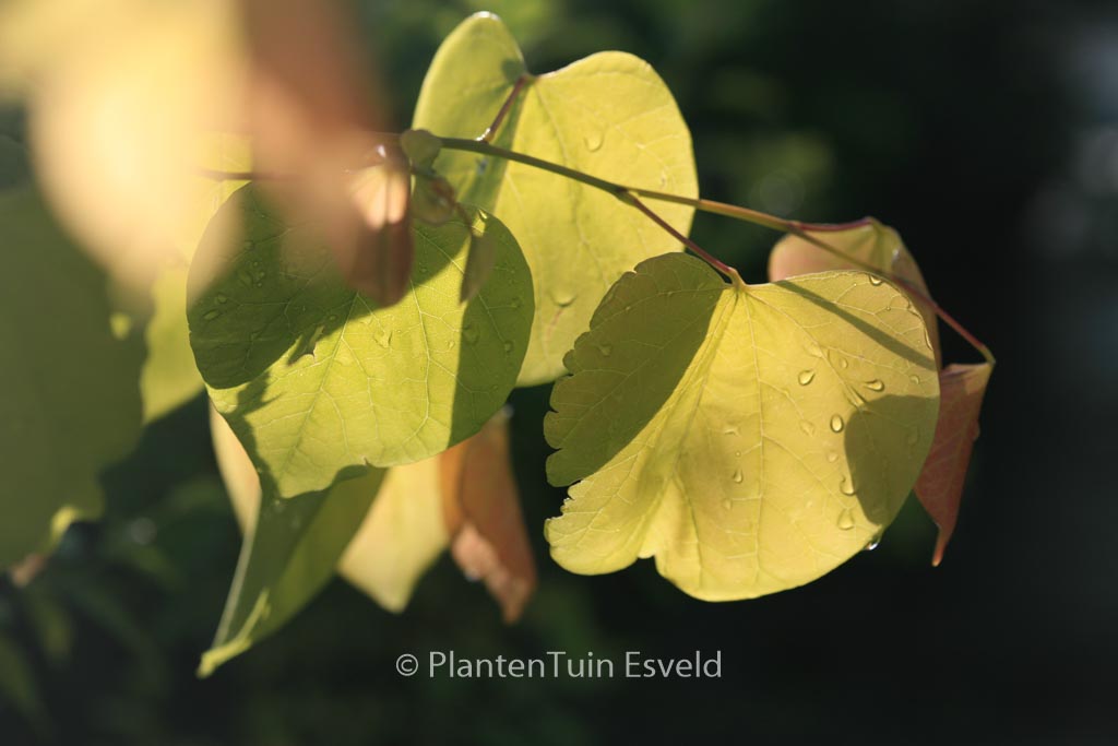 Cercis canadensis ‚Hearts of Gold‘