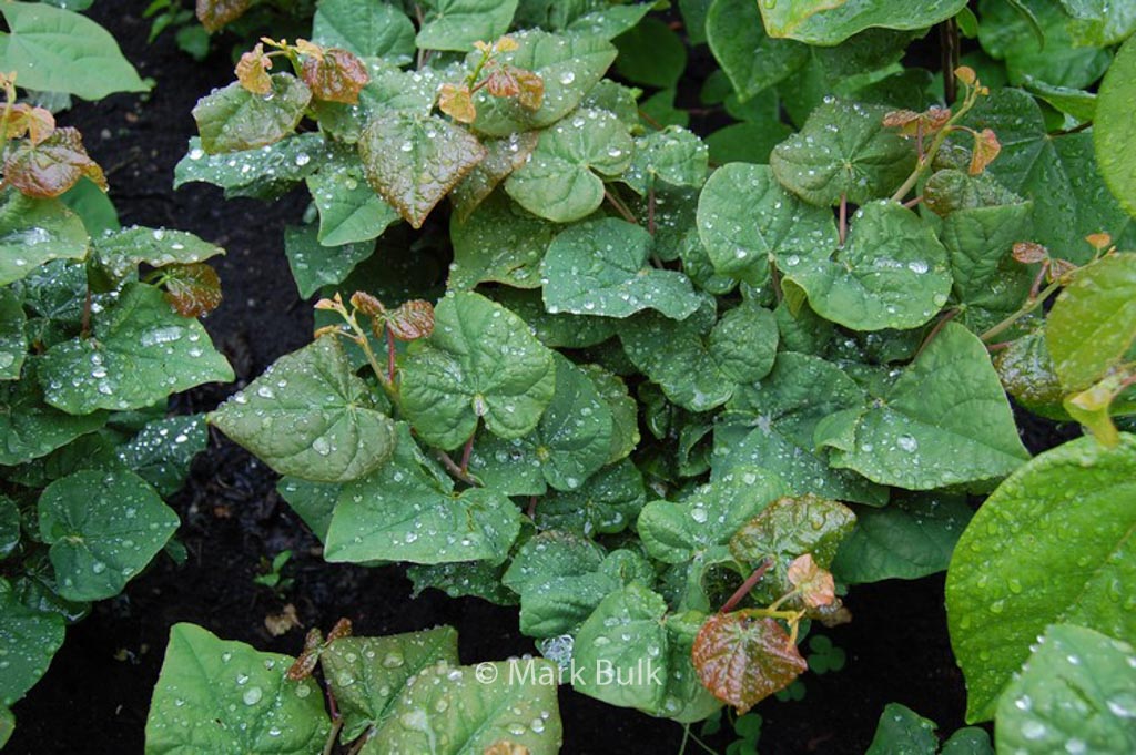 Cercis canadensis ‚Litwo‘ (LITTLE WOODY)