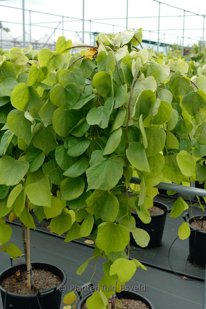 Cercis canadensis ‚NC2015 12‘ (Golden Falls)