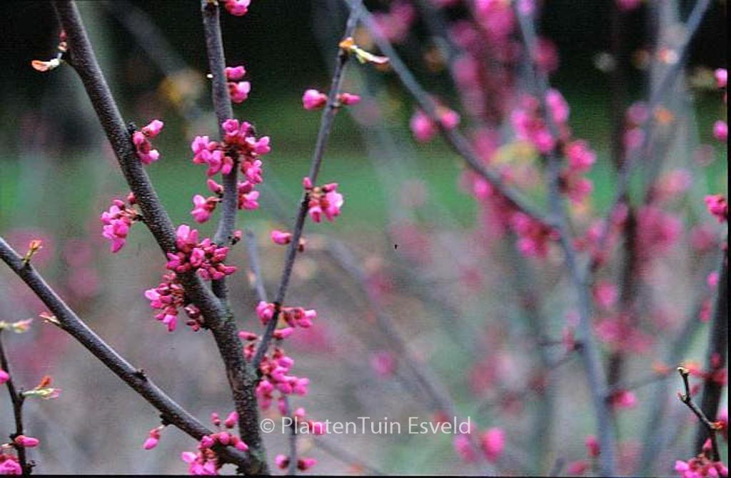 Cercis canadensis ‚Oklahoma‘