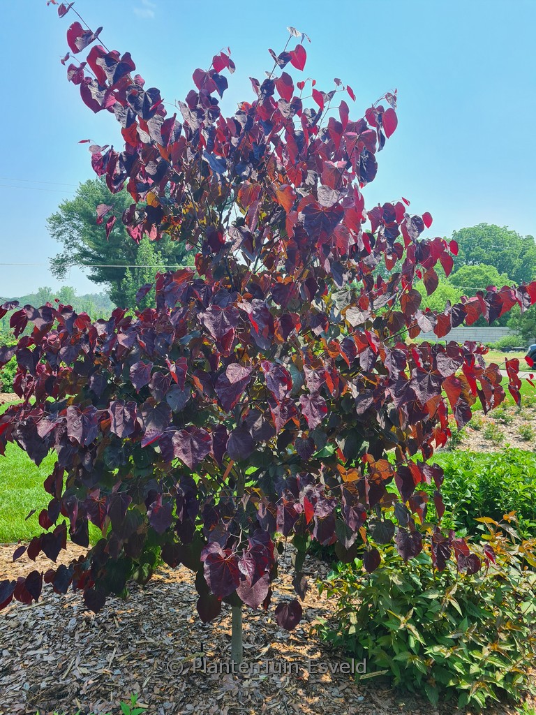 Cercis canadensis ‚RNI-RCC3‘ (Midnight Express)