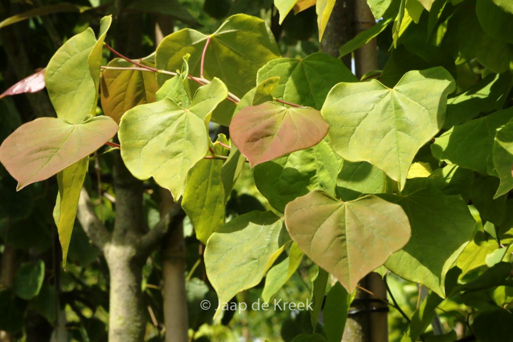 Cercis canadensis ‚Royal White‘