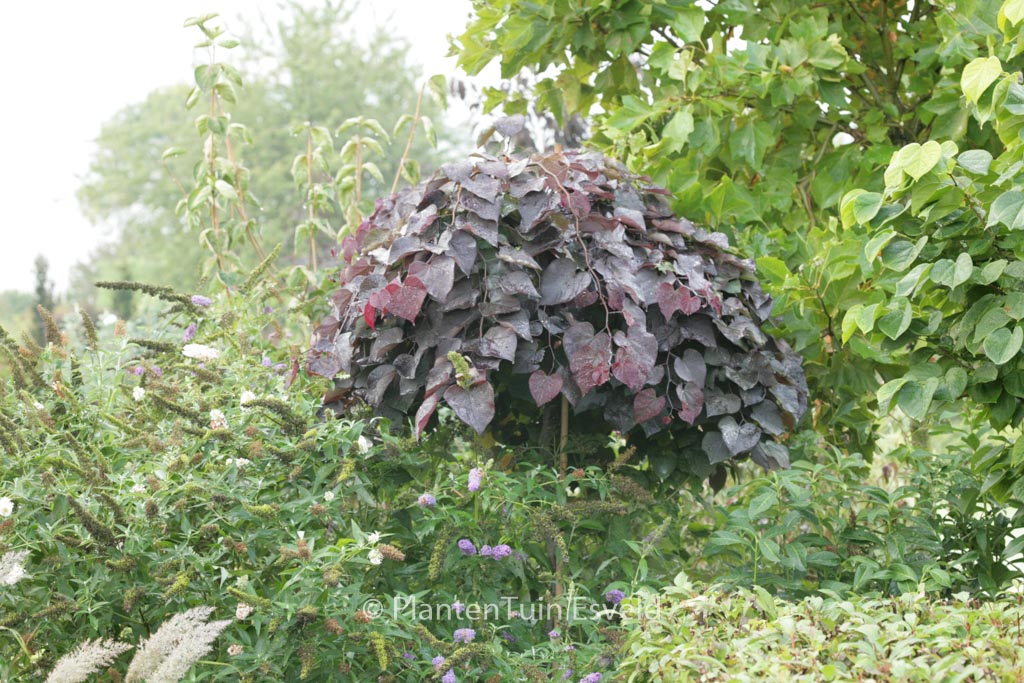 Cercis canadensis ‚Ruby Falls‘