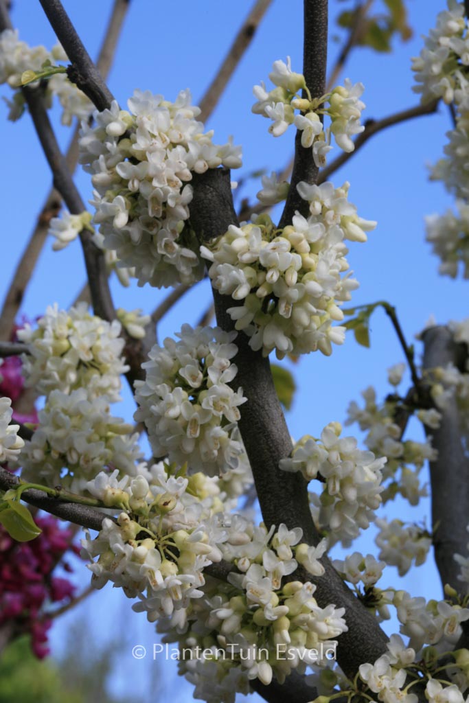 Cercis canadensis ‚Texas White‘
