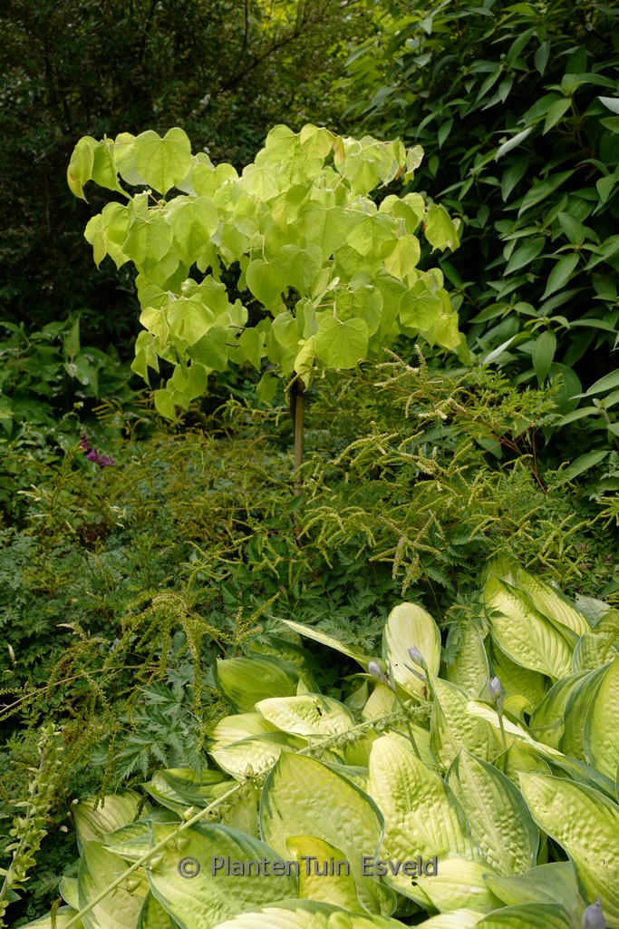 Cercis canadensis ‚The Rising Sun‘ (JN2)