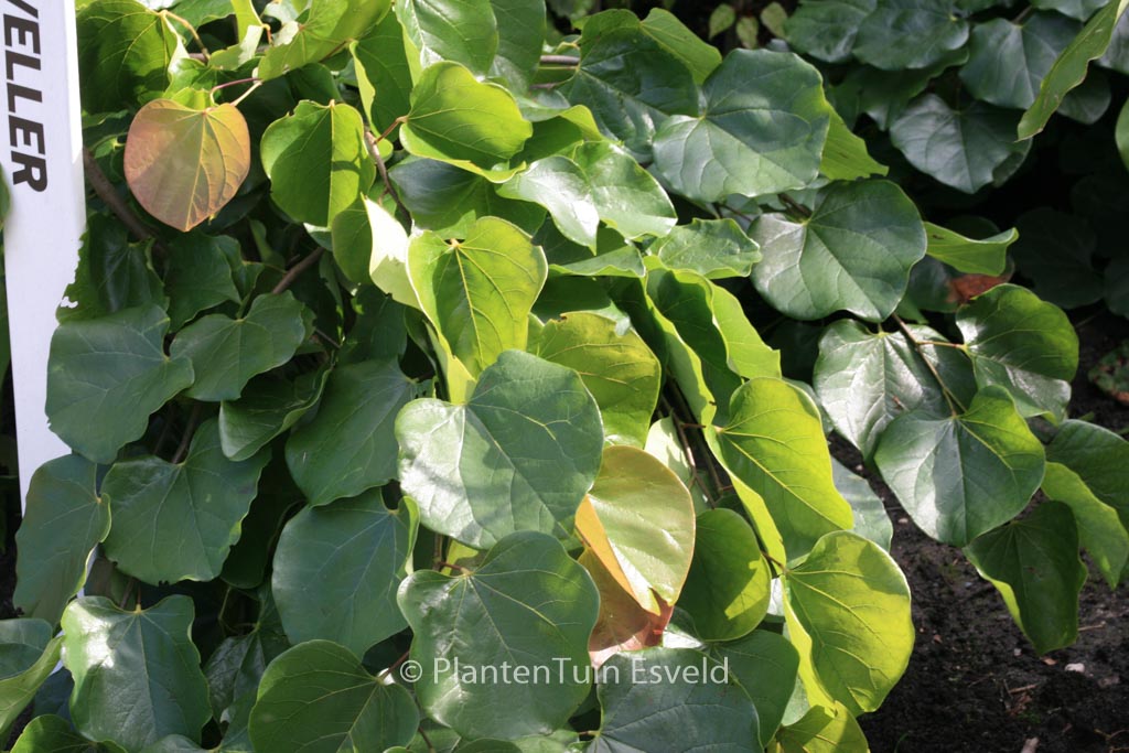 Cercis canadensis ‚Traveller‘