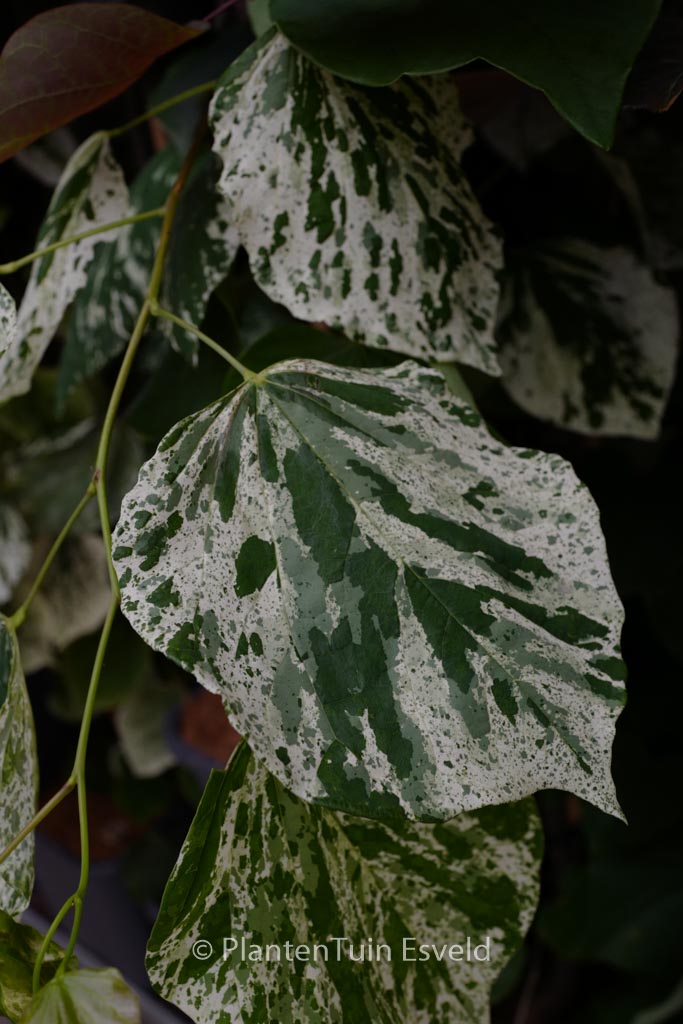 Cercis canadensis ‚Vanilla Twist‘