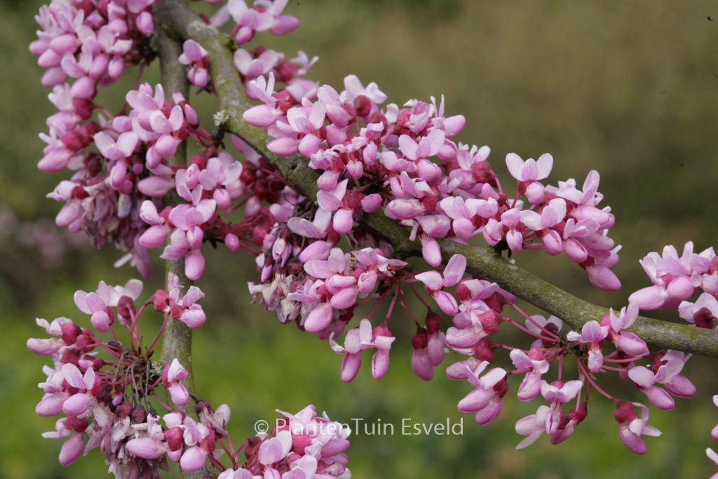 Cercis canadensis