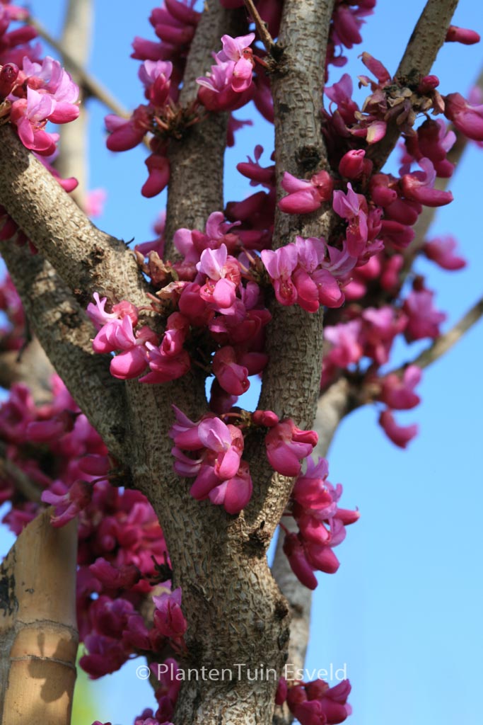 Cercis chinensis ‚Don Egolf‘