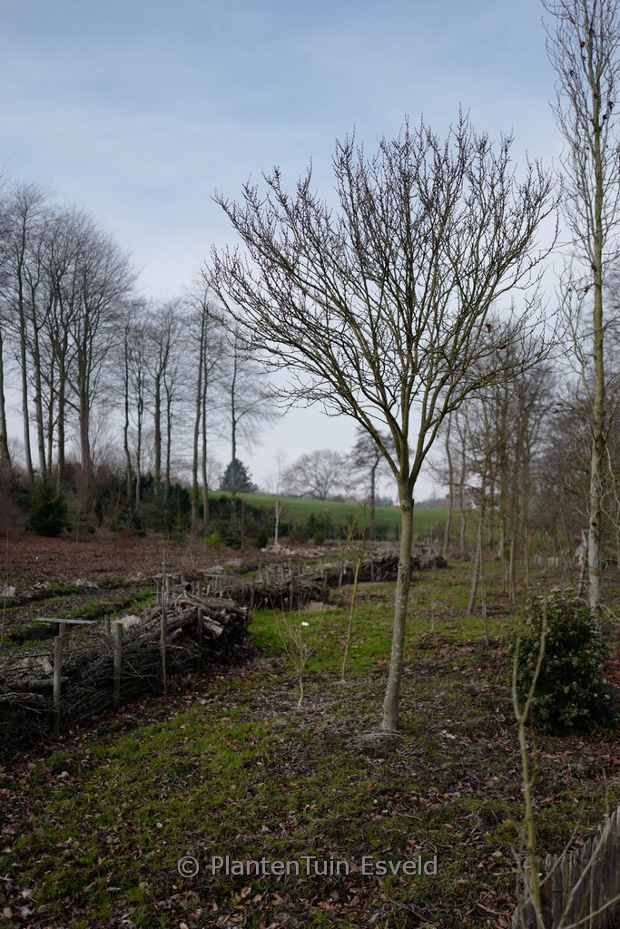 Cercis chinensis ‚Shirobana‘