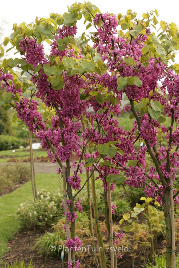 Cercis siliquastrum ‚Bodnant‘