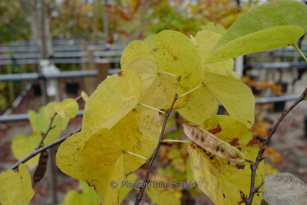 Cercis siliquastrum ‚Pink and White‘
