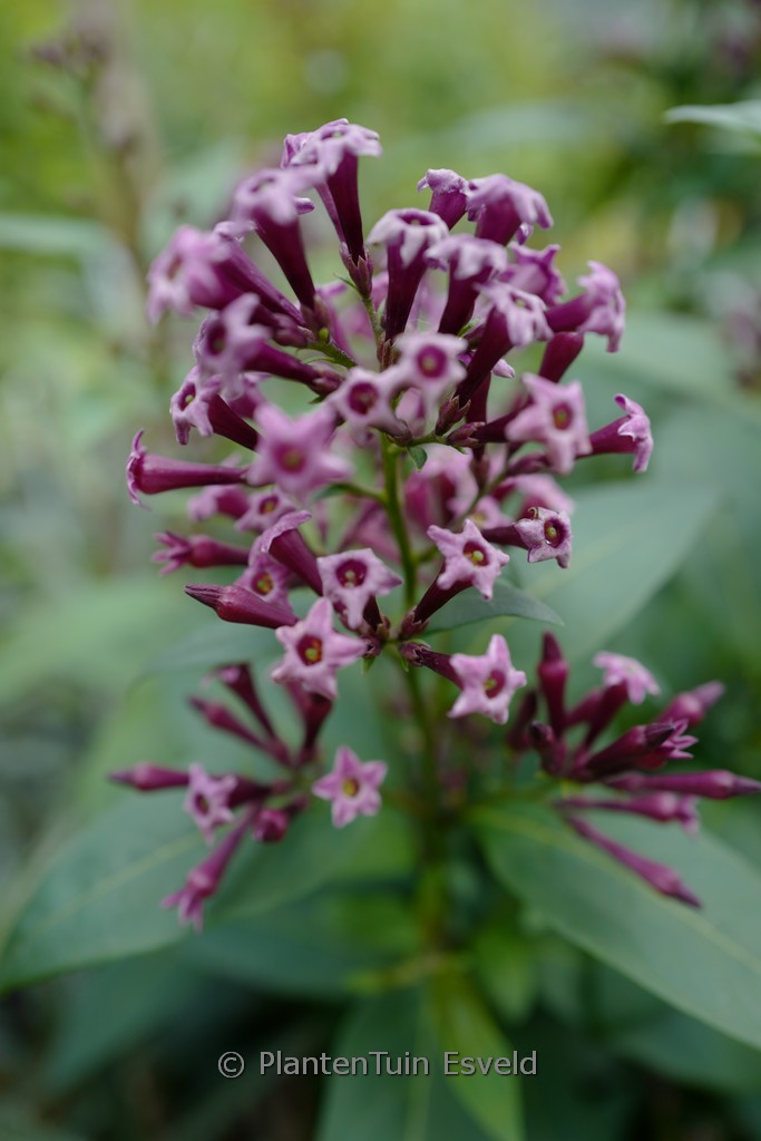 Cestrum x cultum ‚Cretan Purple‘