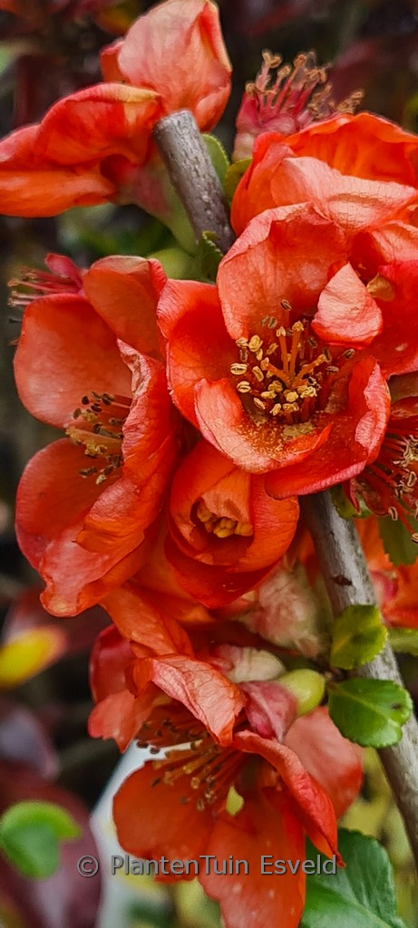Chaenomeles japonica ‚Cido‘