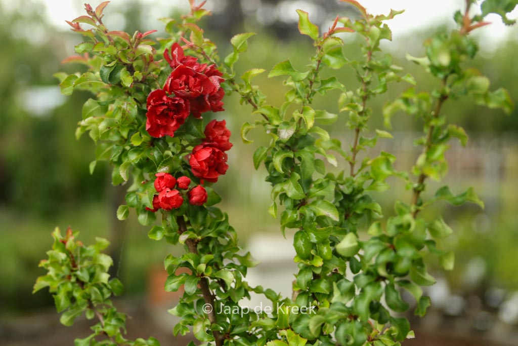 Chaenomeles japonica ‚Red Joy‘