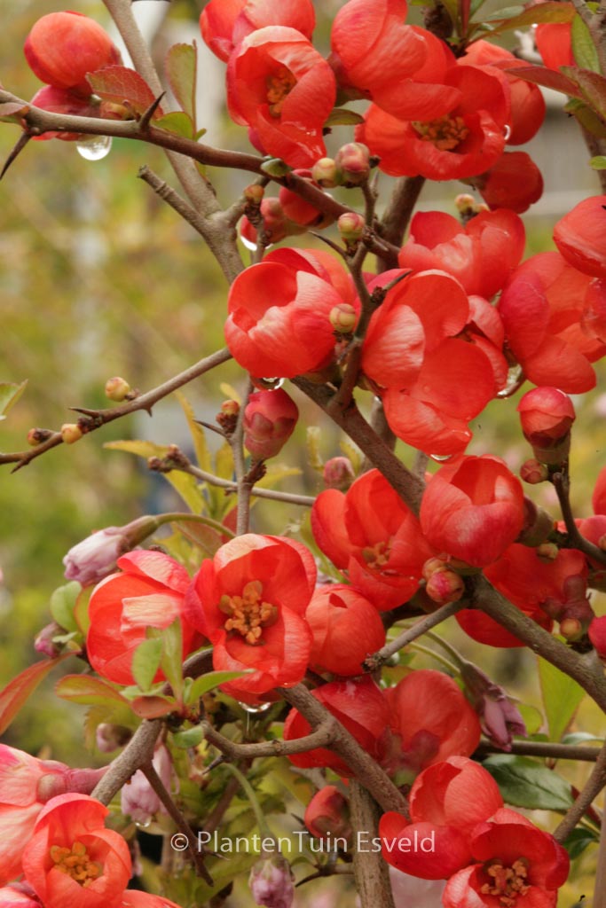 Chaenomeles japonica ‚Sargentii‘