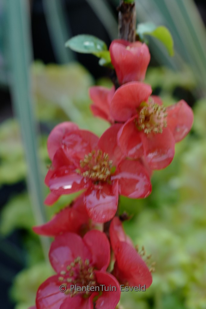 Chaenomeles speciosa ‚Ainoomoi‘ (RED KIMONO)