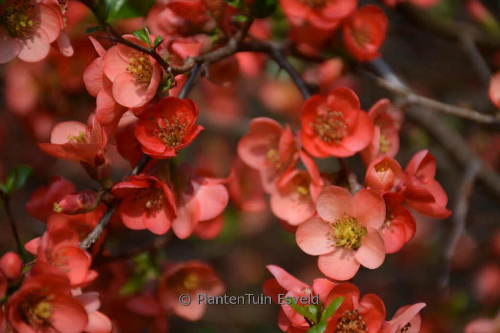 Chaenomeles speciosa ‚Aurora‘