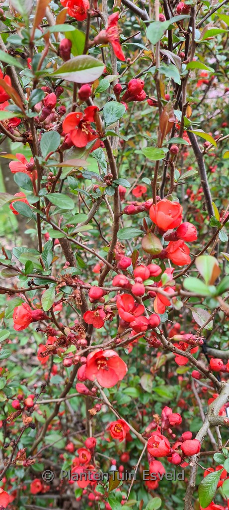 Chaenomeles speciosa ‚Friesdorfer‘